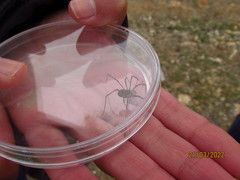 Mitopus morio