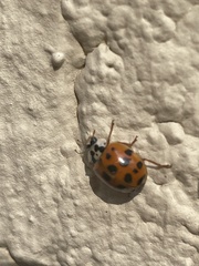 Harmonia axyridis