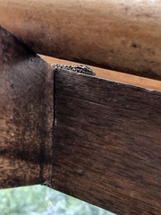 Phyllodactylus darwini