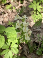 Corydalis cava marschalliana
