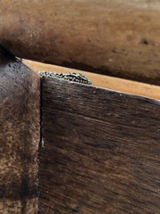 Phyllodactylus darwini