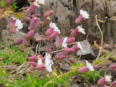 Silene uniflora image