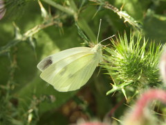 Pieris rapae