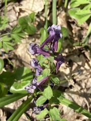 Corydalis solida