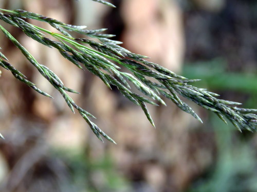 Eragrostis curvula