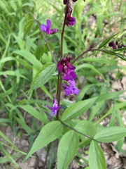 Lathyrus vernus