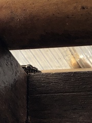 Phyllodactylus darwini