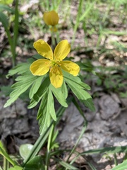 Anemonoides ranunculoides