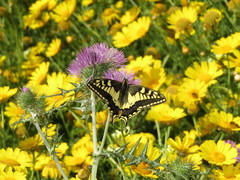 Papilio machaon