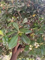 Pittosporum tobira