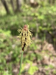Carex pilosa