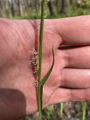 Carex pilosa
