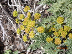 Lomatium multifidum