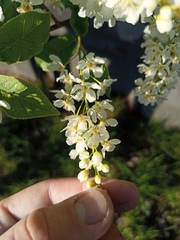 Prunus padus