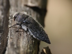Acmaeodera cylindrica
