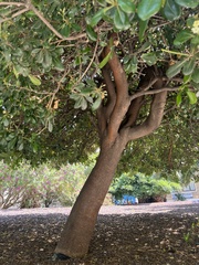 Pittosporum tobira