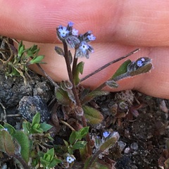 Myosotis stricta