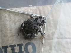 Anaxyrus compactilis