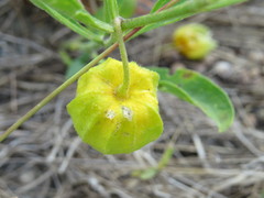 Physalis walteri