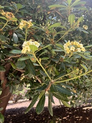Pittosporum tobira