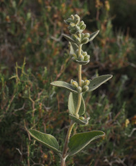 Phlomis brachyodon