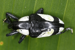 Peridinetus cretaceus