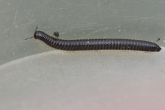 Tachypodoiulus niger