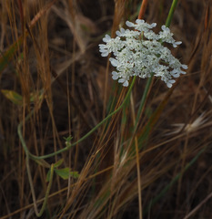 Tordylium trachycarpum