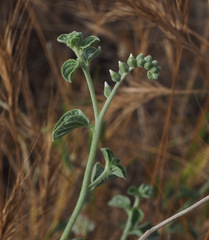 Heliotropium rotundifolium