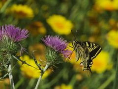 Papilio machaon