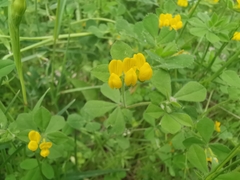 Lotus ornithopodioides