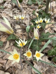 Tulipa bifloriformis