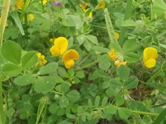 Lotus ornithopodioides