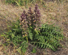 Acanthus syriacus
