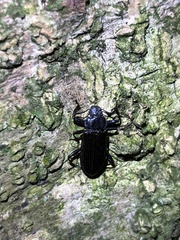 Catapiestus subrufescens