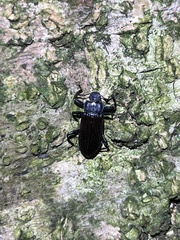 Catapiestus subrufescens