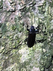 Catapiestus subrufescens