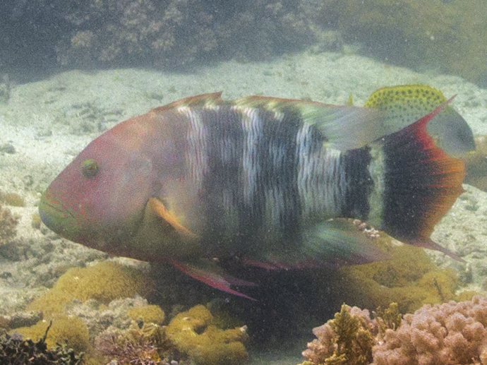 Tripletail Wrasse