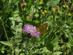 Colias croceus