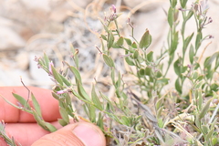 Rhinotropis lindheimeri