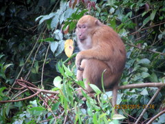 Assam Macaque photo 2
