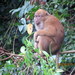 Assam Macaque - Photo (c) kirstenrose, some rights reserved (CC BY-NC)