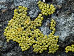Physarum contextum