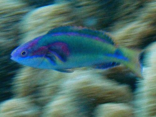 Cirrhilabrus exquisitus