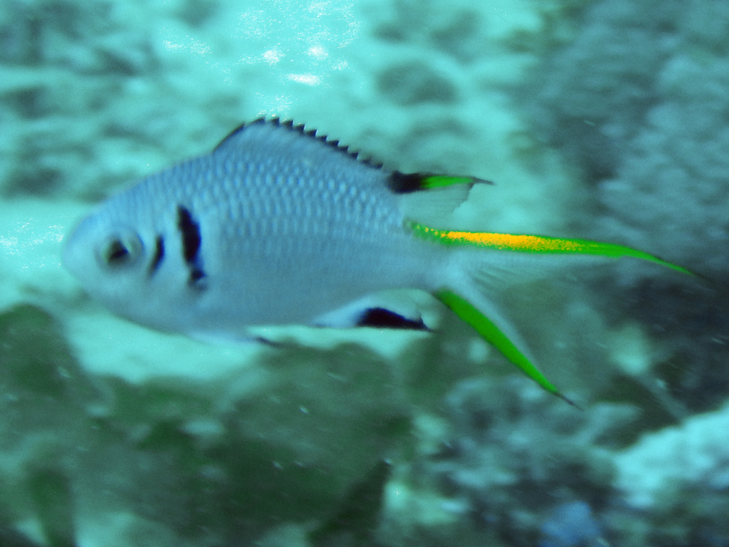 Doublebar chromis