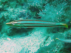 Hologymnosus doliatus