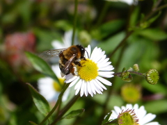 Andrena nigroaenea