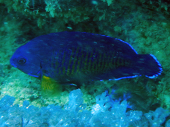 Centropyge bispinosa