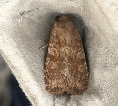 Lithophane semiusta