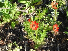 Adonis microcarpa